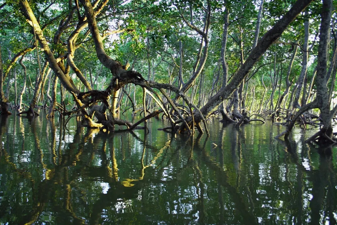 Blue Carbon Champions: Mangroves and the Climate Story (Image Credits: Unsplash)