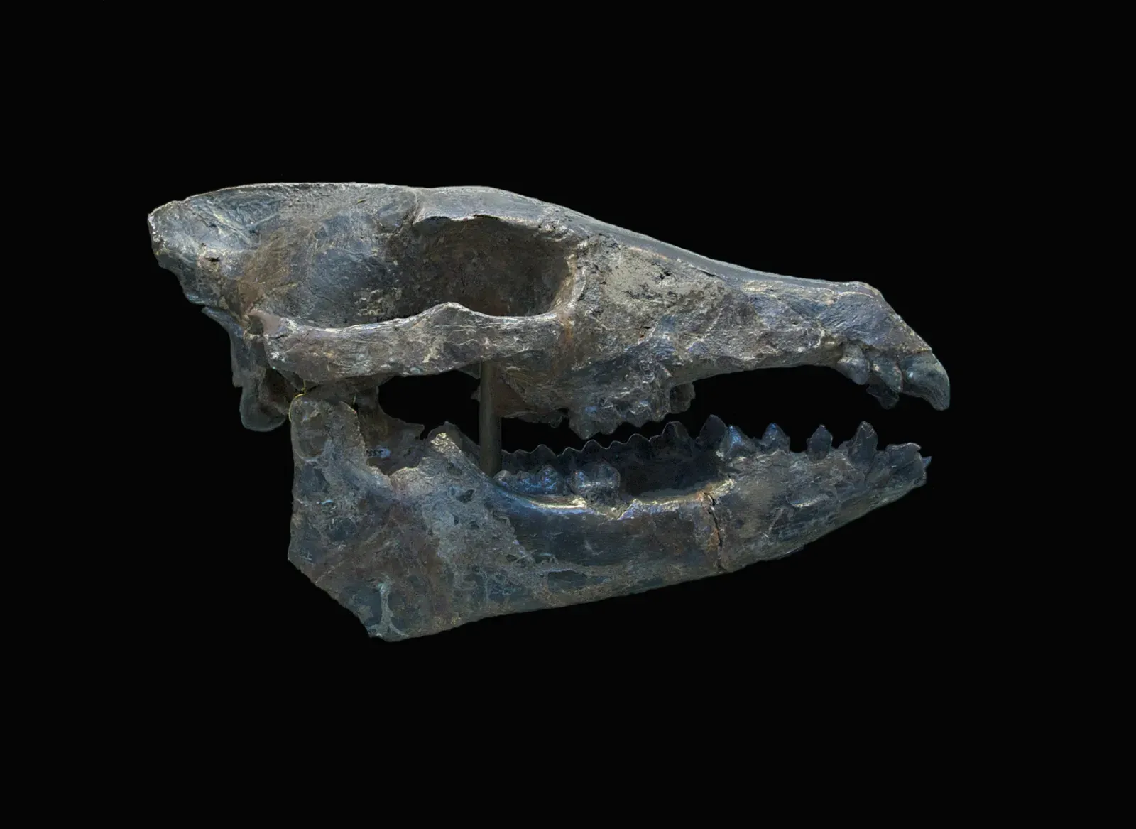 #2: The Fossil That Changed Everything - Meet Cronopio dentiacutus (By Jebulon, CC0)