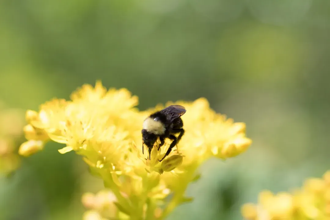 Why These Six Plants Work Better Together (Image Credits: Unsplash)