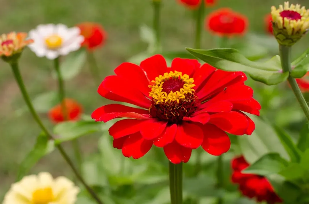 #7. Zinnia (Image Credits: Unsplash)