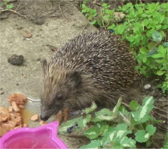 Taurus: The Steady Hedgehog (Image Credits: Flickr)