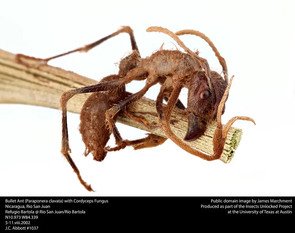 Zombie Ants: Fungal Mind Control (Image Credits: Flickr)