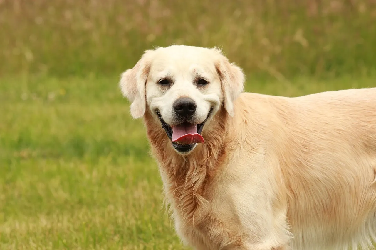 7. Golden Retriever - Sunshine on Four Paws (Image Credits: Pixabay)