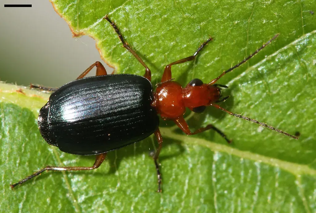 The Bombardier Beetle: Nature's Living Chemical Weapon (Image Credits: Flickr)