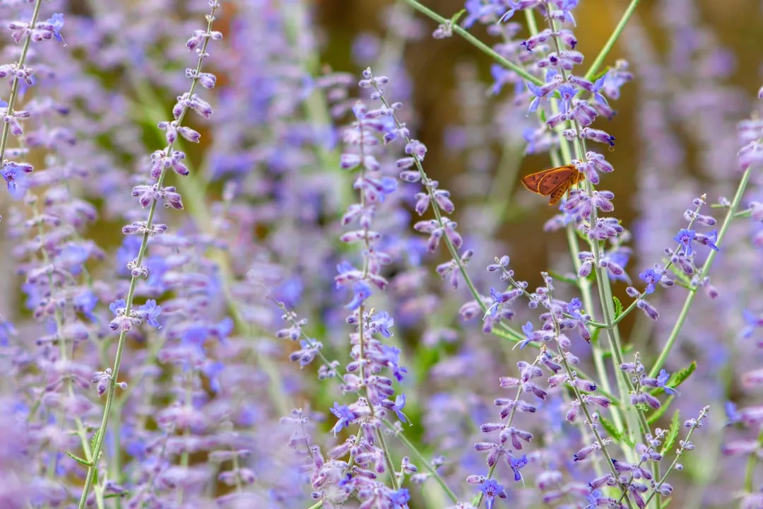 5. Russian Sage: The Silvery Screen for Hot, Dry Spots (Image Credits: Unsplash)