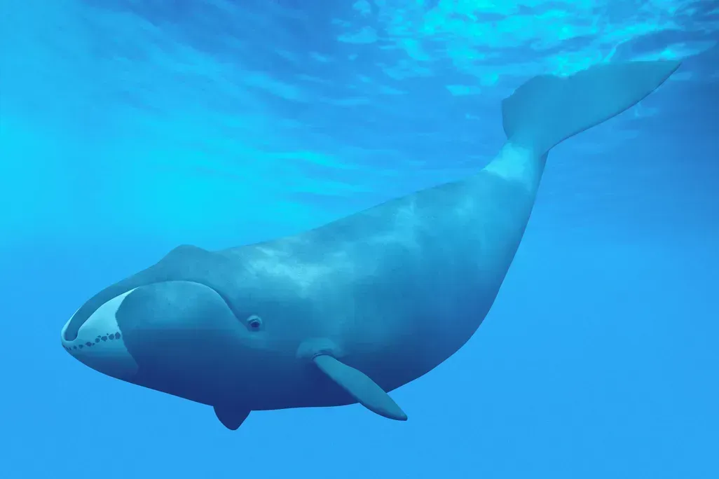 Bowhead Whale: The Arctic's Gentle Giant (Image Credits: Source : Smithsonianmag.com)