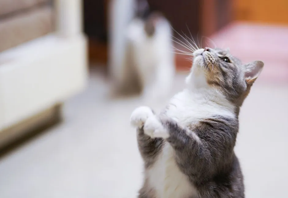 #8 - Pets Begged at the Table Without Reprimand (Image Credits: Pexels)