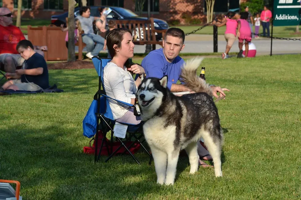 It's Not Just Size - The Surprising Role of Your Dog's Face Shape (Tobyotter, Flickr, CC BY 2.0)