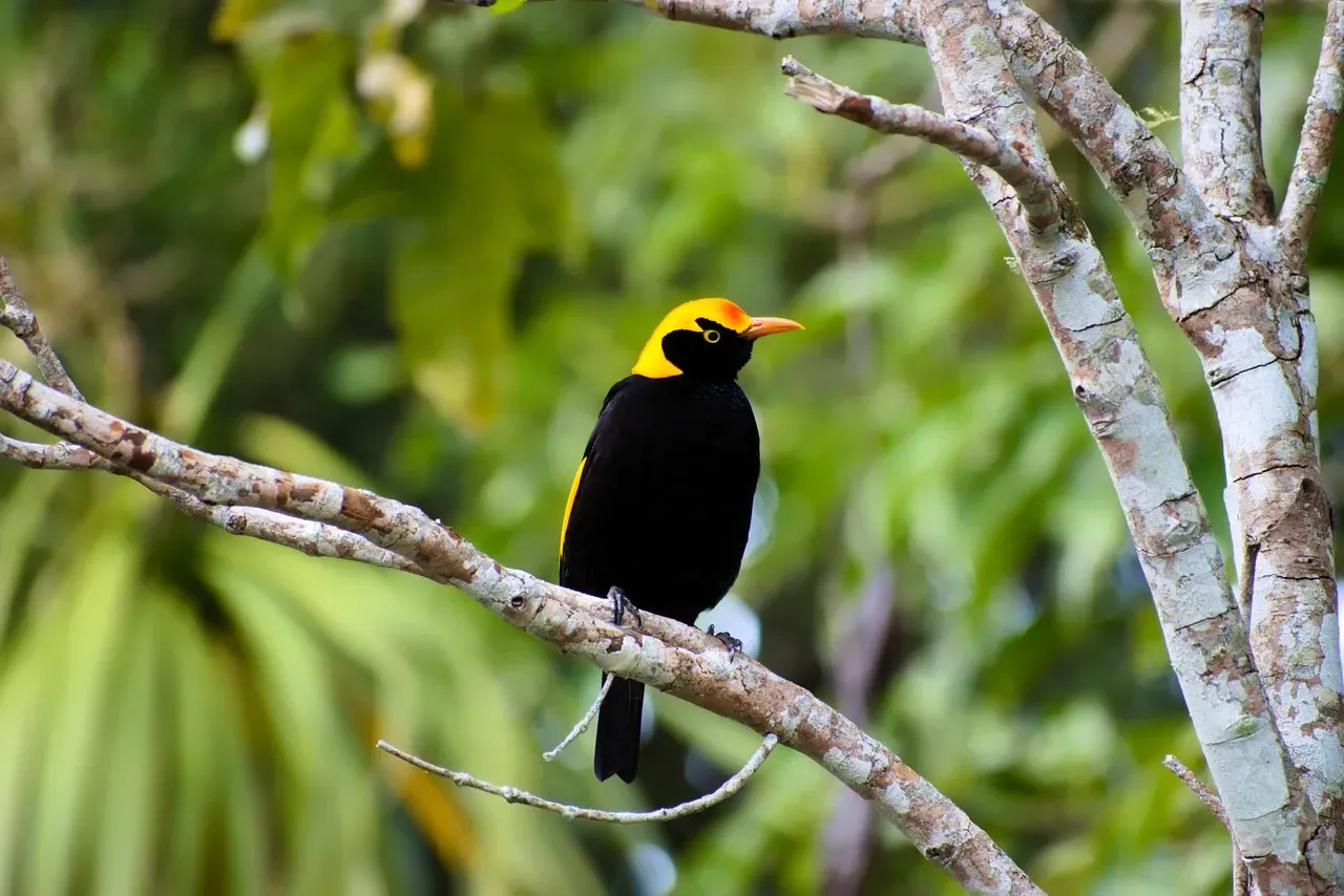 Bowerbirds: Building for Love, Not Just Shelter (Image Credits: Pixabay)