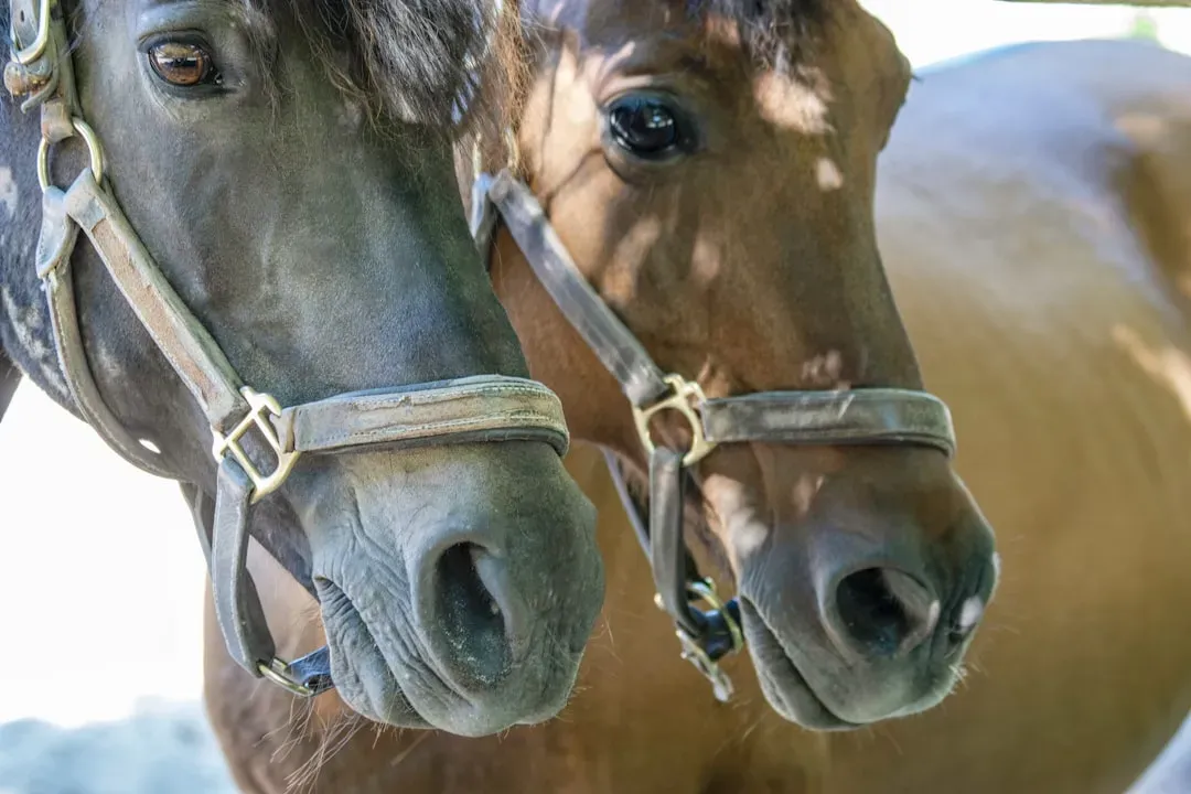 They Can Communicate Through Facial Expressions (Image Credits: Unsplash)
