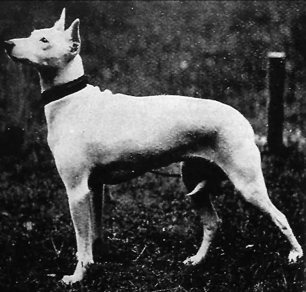 #14 - English White Terrier (Bylandt, Hunderassen, 1894, Public domain)