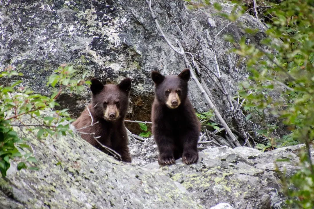 #5 – Black Bears That Tolerated Only Their Early Caregiver (Image Credits: Unsplash)