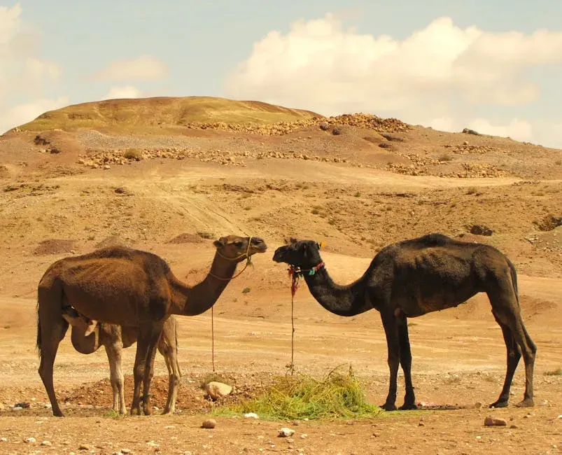 1. The Dromedary Camel - The Desert's Living Water Tank (Image Credits: Pexels)