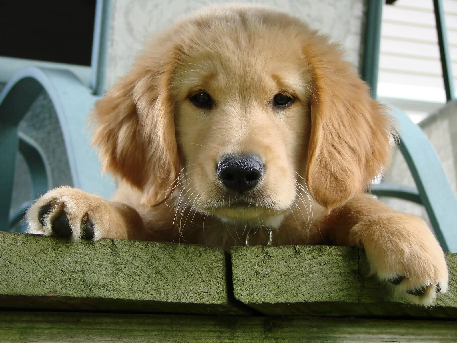 #5 Leo and the Golden Retriever (By MichaelMcPhee, CC BY 3.0)