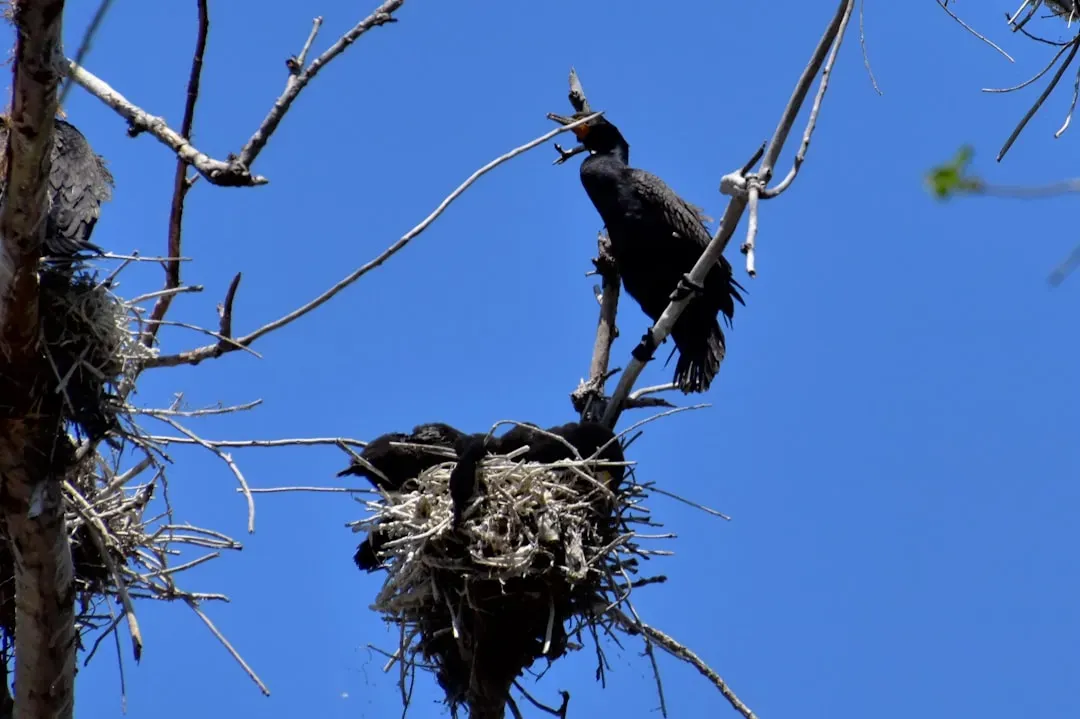 Montezuma Oropendola: The Hanging Colony Weaver (Image Credits: Unsplash)