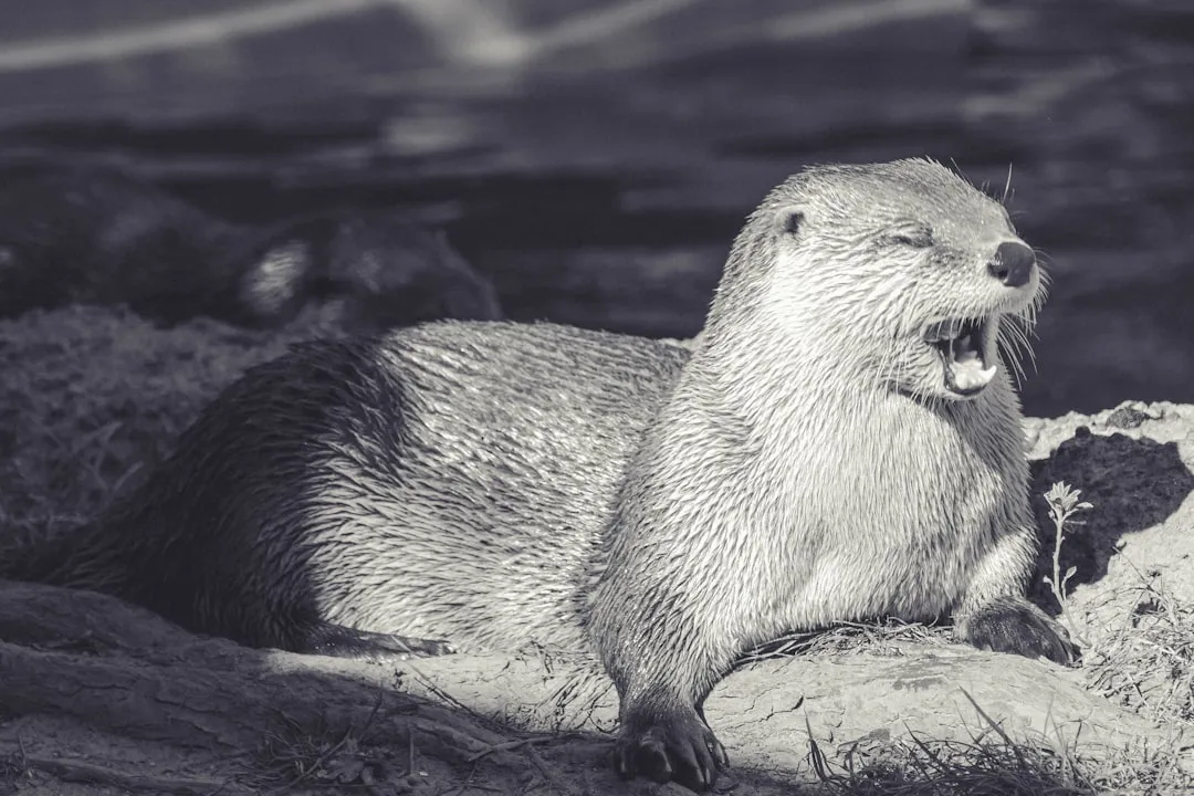Utilizing Vocal Communication (Image Credits: Unsplash)