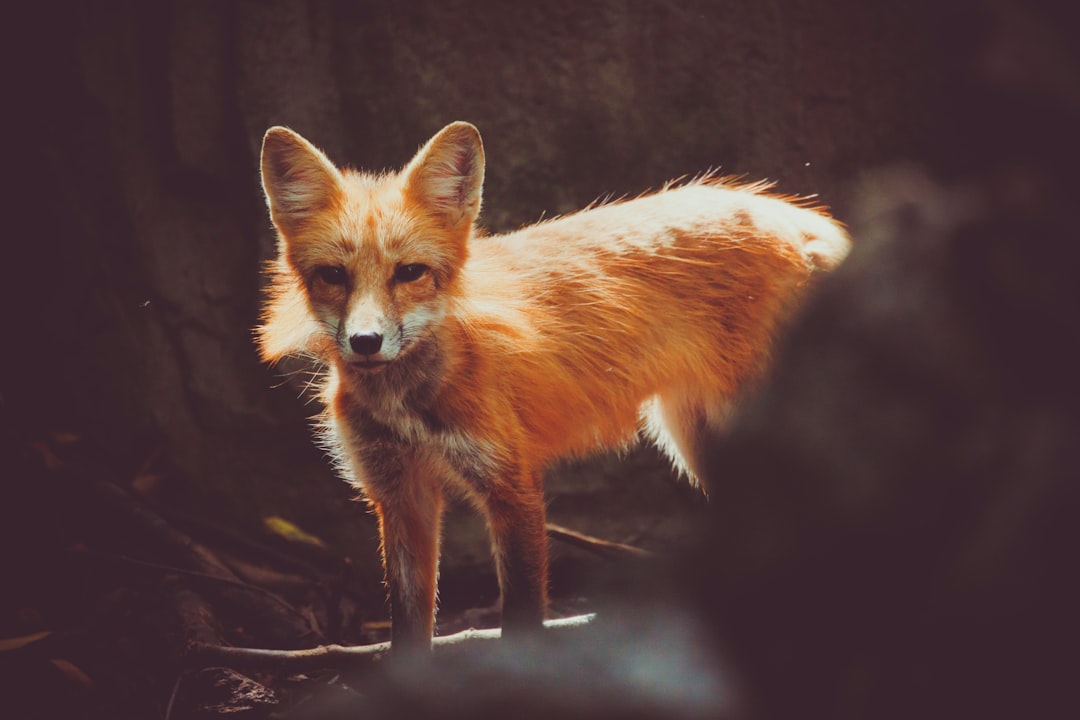 The Fox - Keeper of Healing Secrets (Image Credits: Unsplash)
