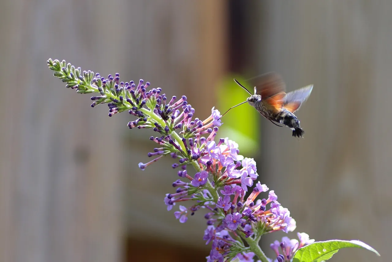 #2 - Scarlet Runner Beans & Vining Annuals vs. Lilacs (Fragrant, But Not Favorites) (Image Credits: Pixabay)