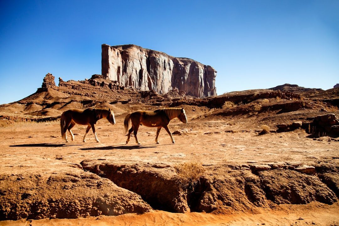 California: Where Desert Meets Diversity (Image Credits: Unsplash)