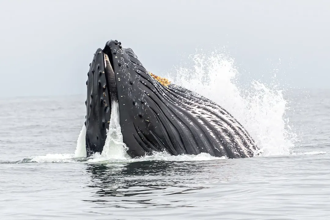 9. Humpback Whales: Masters of Aquatic Engineering (Image Credits: Unsplash)