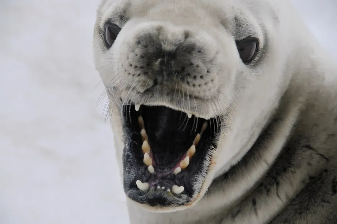 The Teeth That Keep Them Alive - and Limit Their Lives (Image Credits: Unsplash)