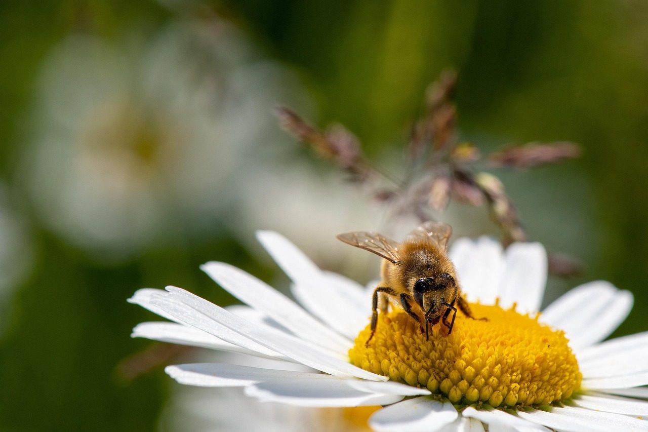 The Domino Effect Through Food Chains (Image Credits: Pixabay)