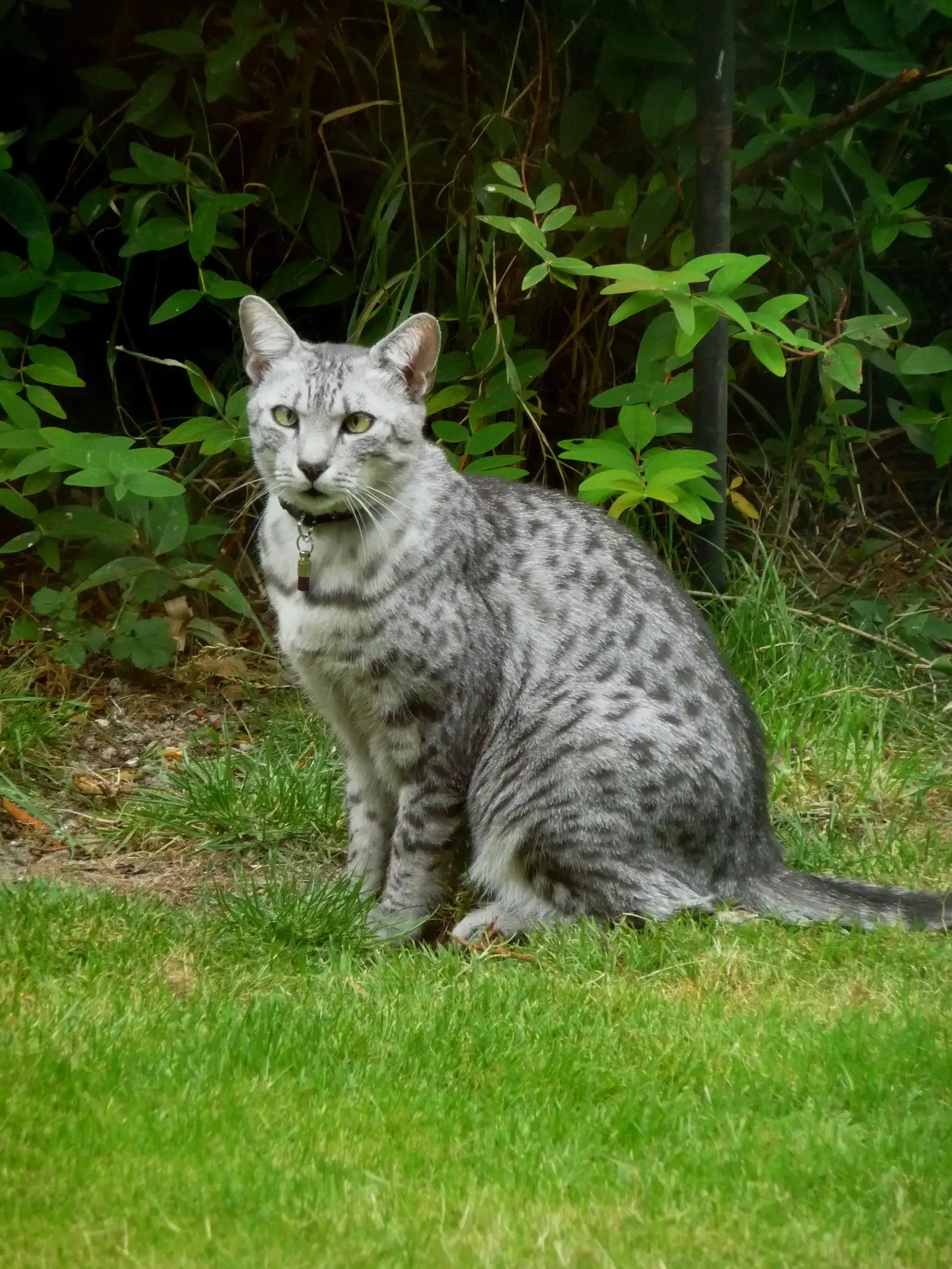 6. Egyptian Mau: Fast, Fearful, and Fiercely Territorial (Horus 2, CC BY 2.0)