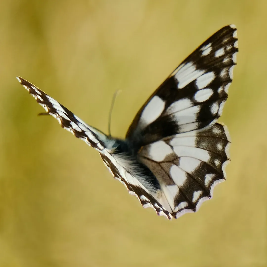 Butterflies: The Delicate Navigators (Image Credits: Unsplash)