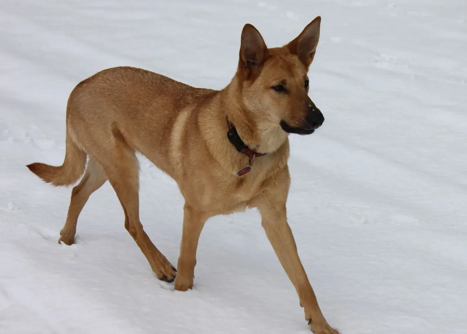 Versatile Athletes With Brain Power (Image Credits: Chinook dog: Pinterest)