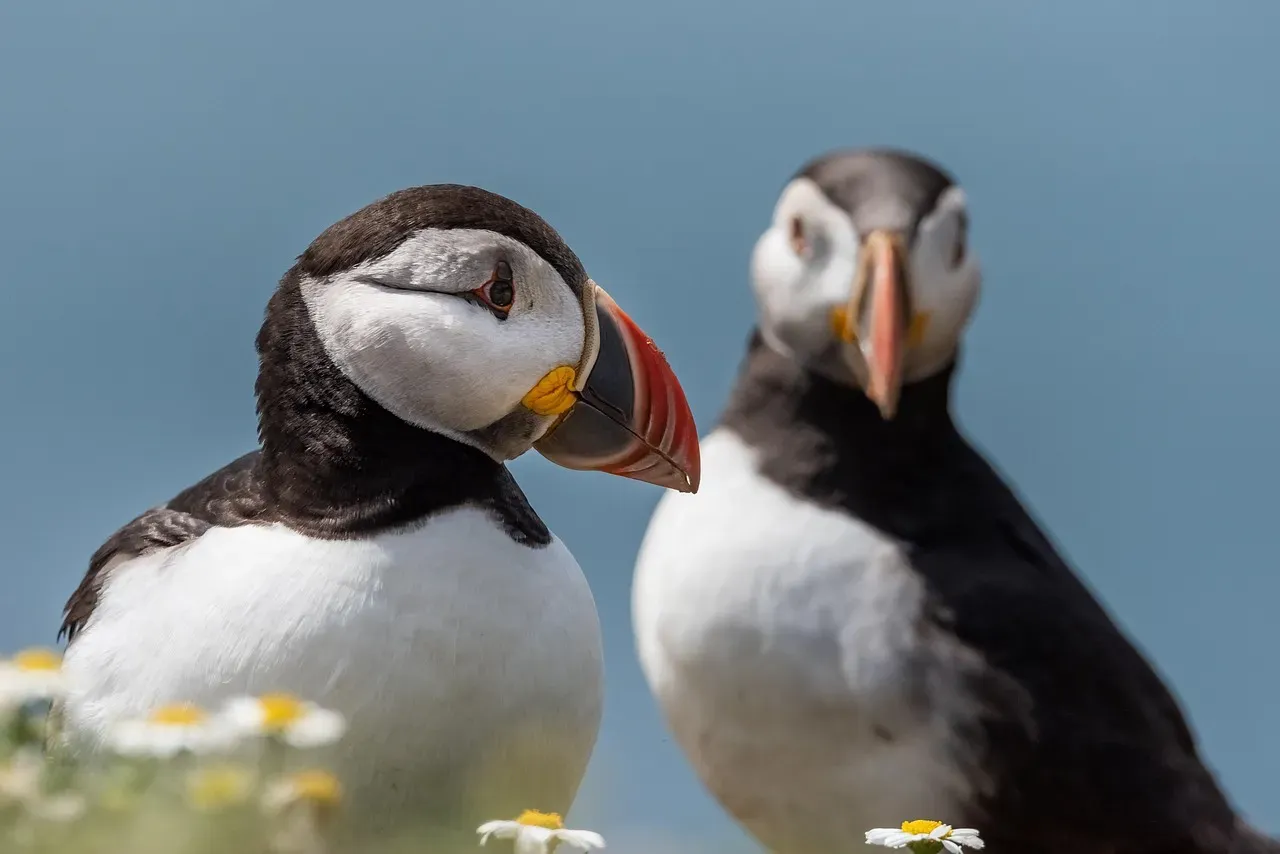 Puffins, Conservation, and What Their Beaks Tell Us (Image Credits: Pixabay)