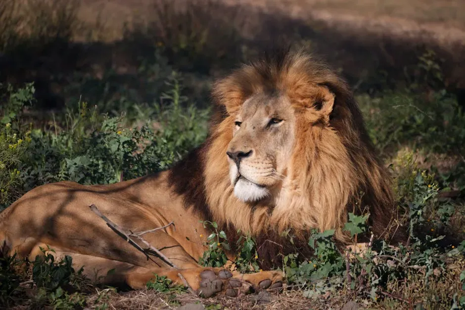 #2: Lion (Image Credits: Pexels)