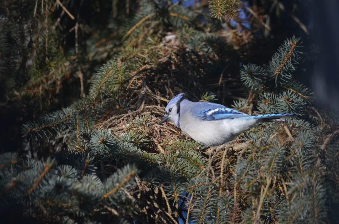 The nesting hush: protecting eggs and young (Image Credits: Unsplash)