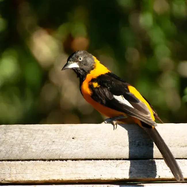 11. The Baltimore Oriole (Maryland) - Named After a Lord (Image Credits: Pexels)