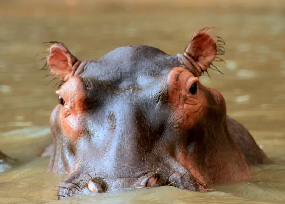 They're Vulnerable and Facing Multiple Threats (Image Credits: Unsplash)