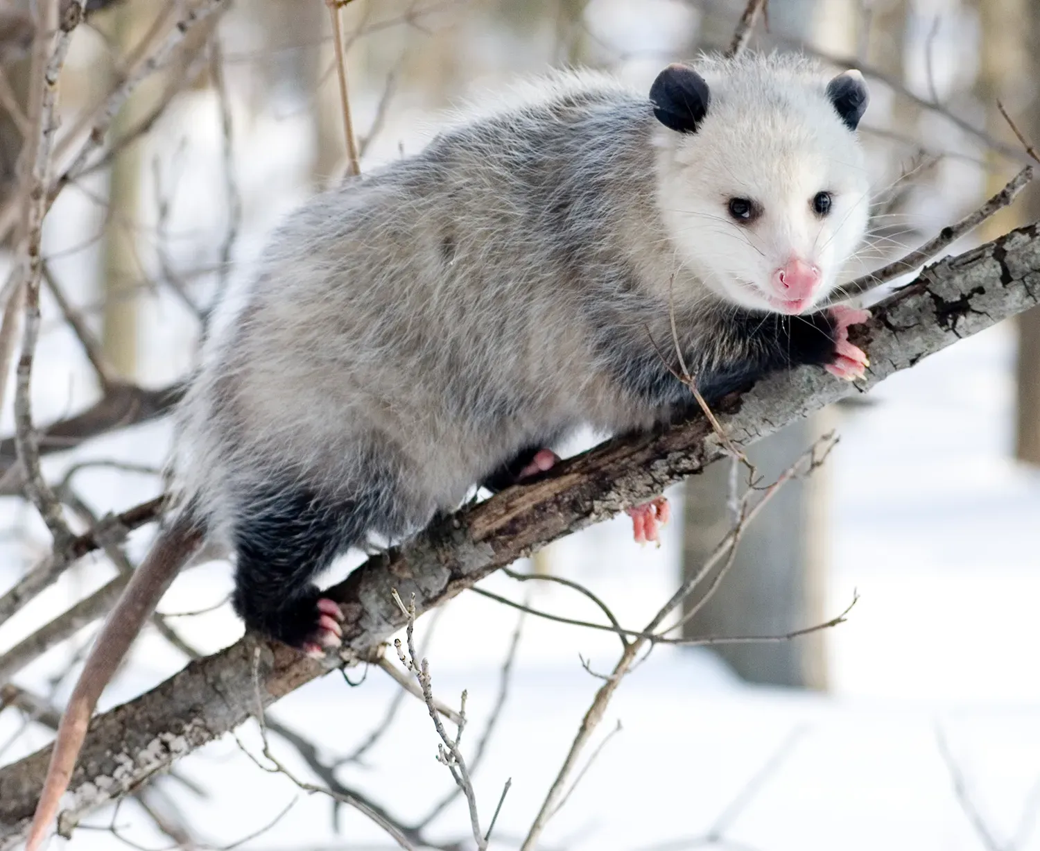 6. They're Master Climbers With a Surprising Set of Tools (Image Credits: Wikimedia)