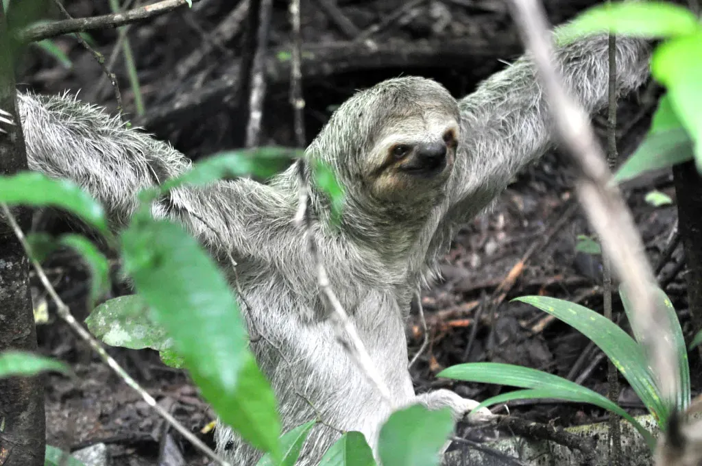 5. A Sloth's Fur Is a Living, Breathing Ecosystem (Constanza S. Mora, Flickr, CC BY 2.0)