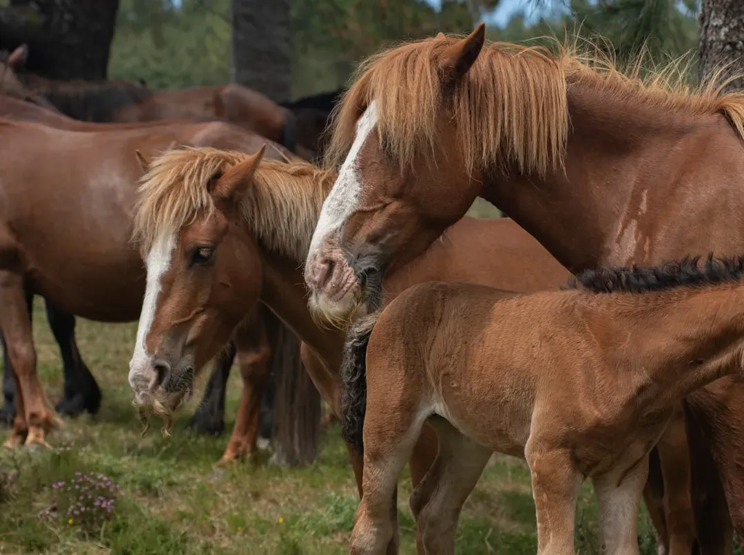 Horses: Bonds Built on Trust (Image Credits: Unsplash)
