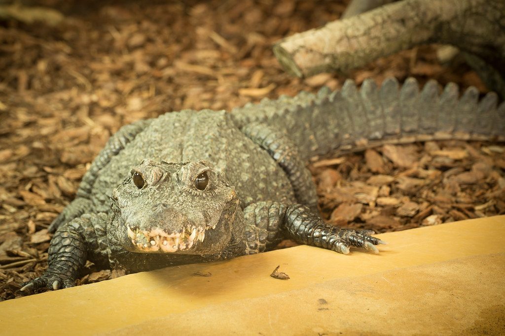 West African Creation Myths and Giant Crocodiles (Image Credits: Flickr)