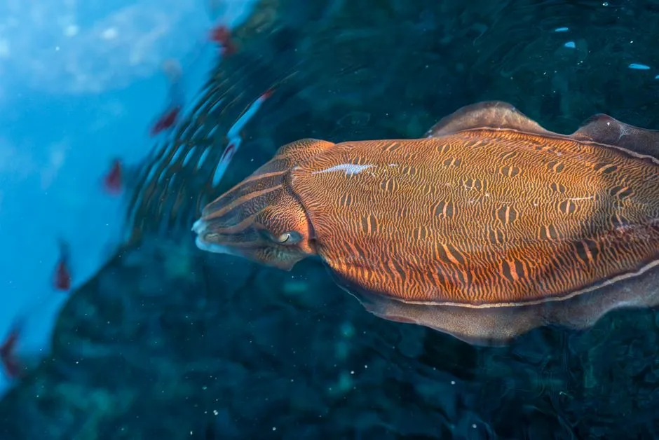 Cuttlefish Brains: Small, Strange, and Shockingly Capable (Image Credits: Pexels)