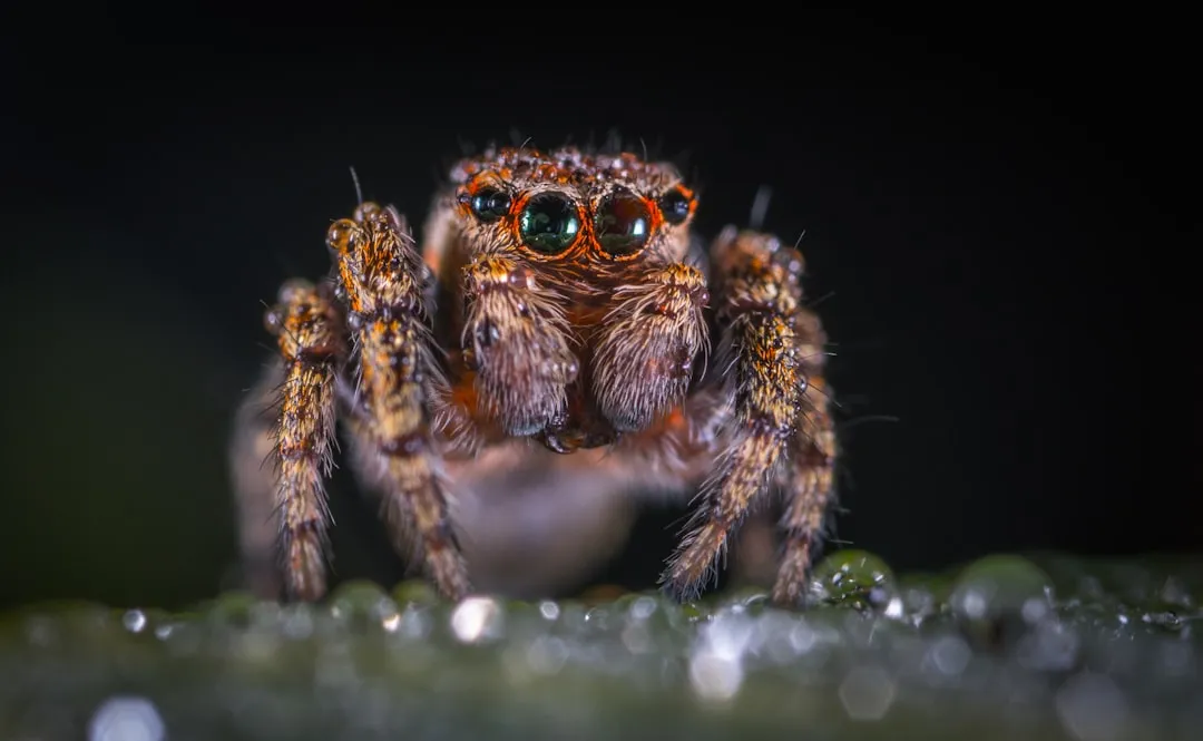 How scientists test a spider&rsquo;s ability to plan detours (Image Credits: Unsplash)