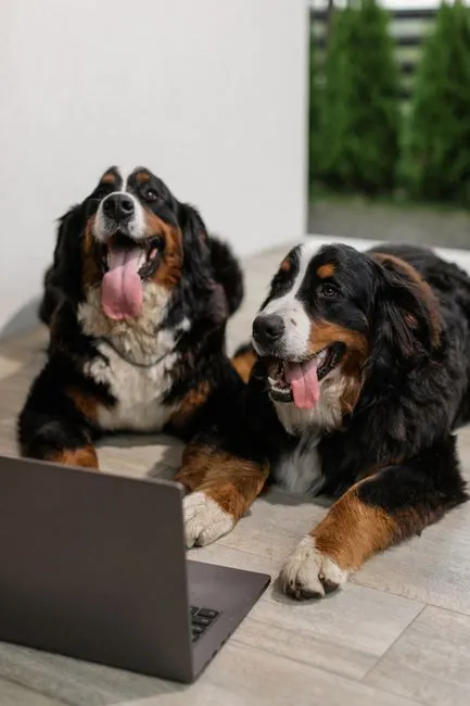 #16 - Bernese Mountain Dog (Image Credits: Pexels)