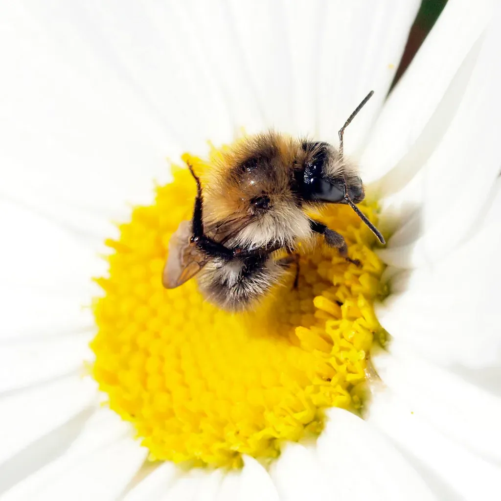 Bees Integrate Dance Information With Mental Maps (Image Credits: Flickr)