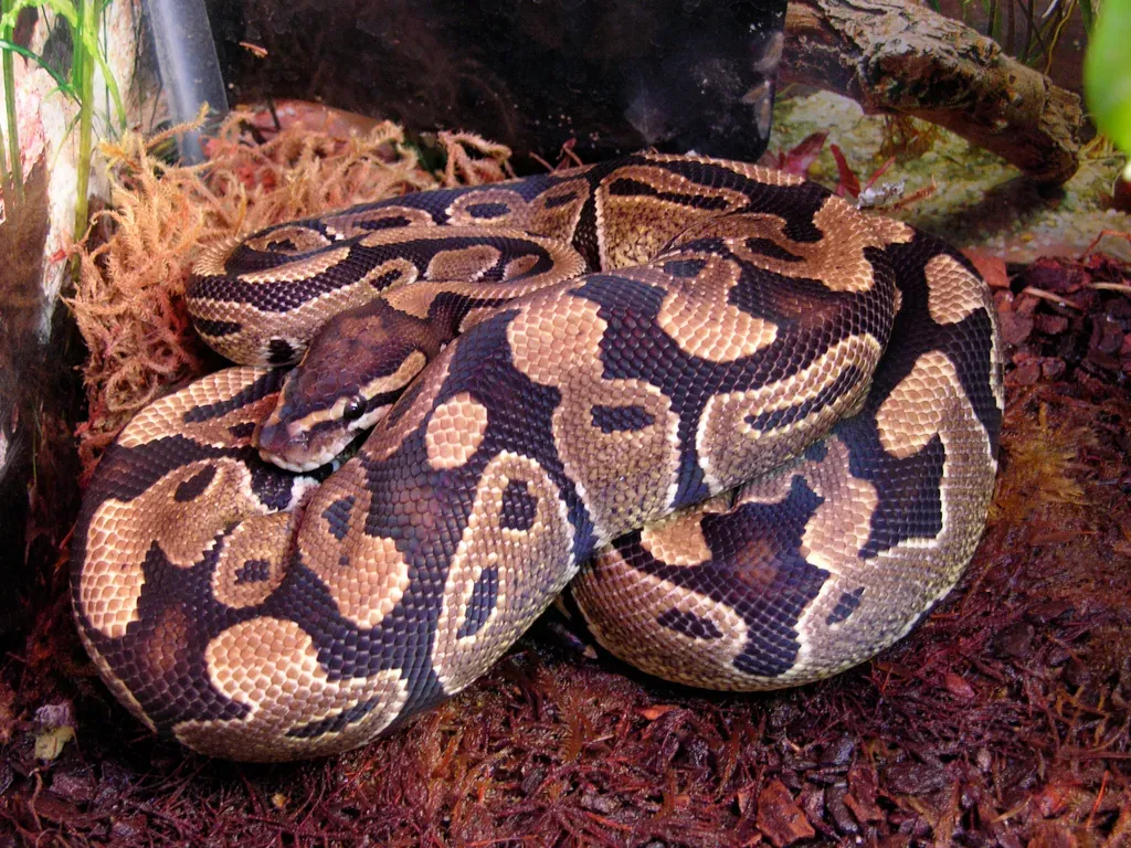 6. Ball Pythons: The Quiet Reptiles With Surprising Longevity (Image Credits: Wikimedia)