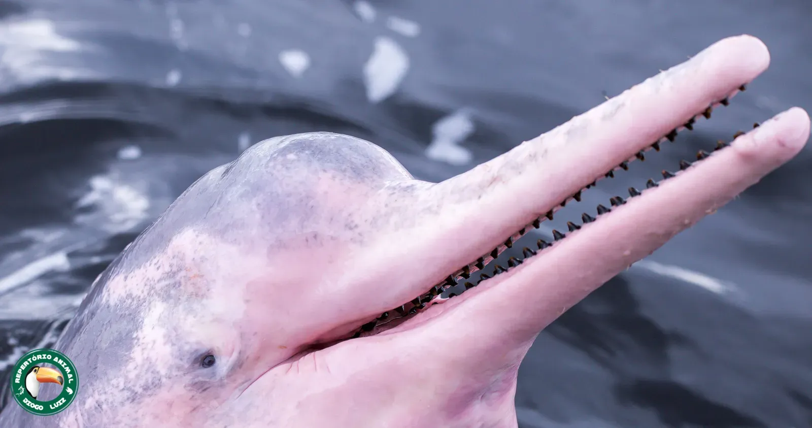 Cancer (June 21 – July 22): The Pink River Dolphin (By Diogo Luiz, CC BY-SA 4.0)