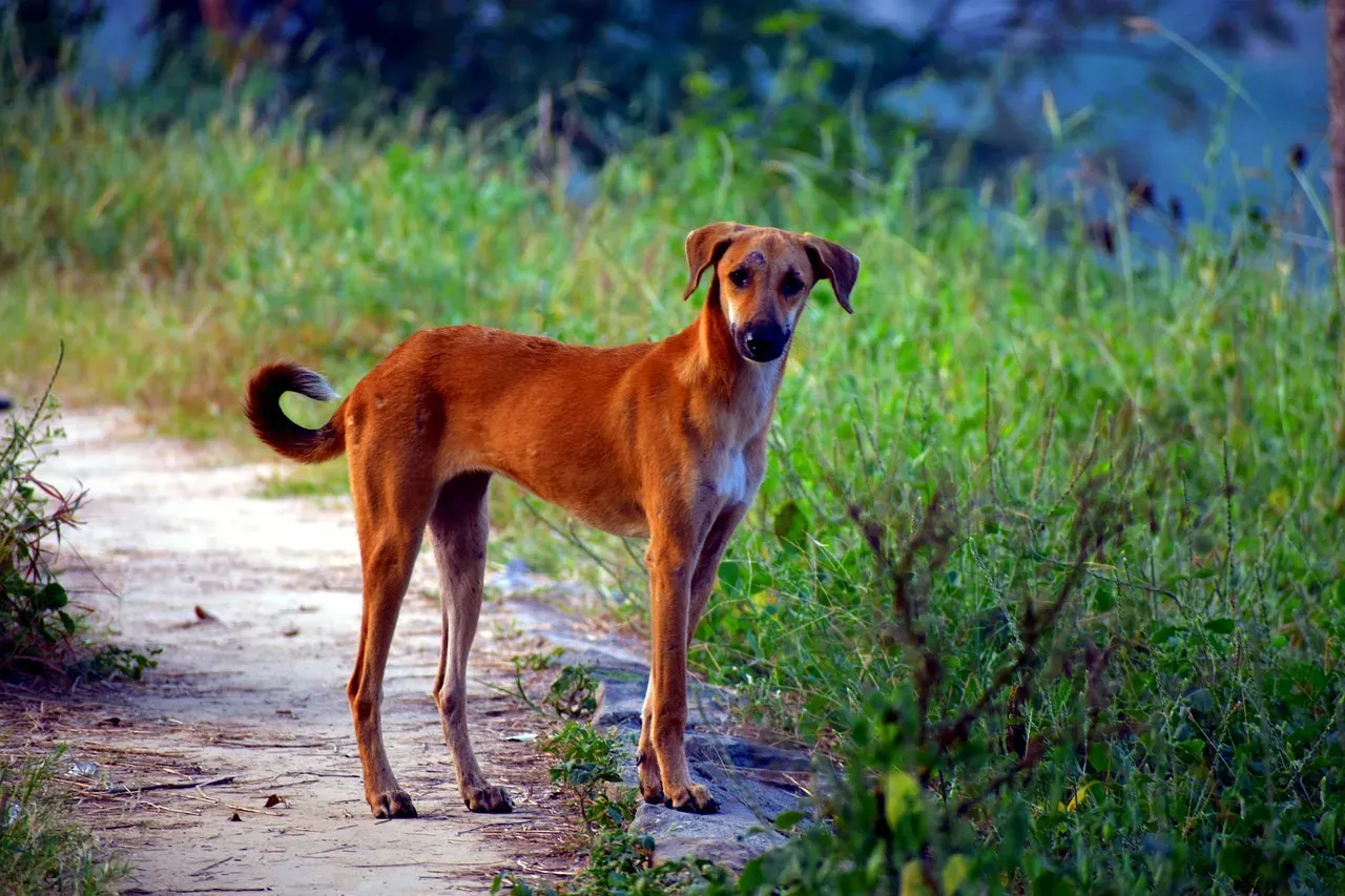 Canaan Dog (Image Credits: Pixabay)
