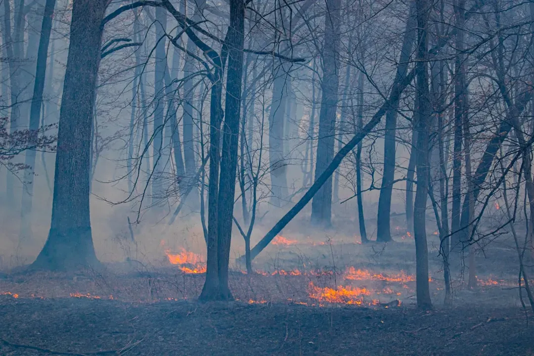 Fire Used Wisely: From Disaster to Regeneration (Image Credits: Unsplash)