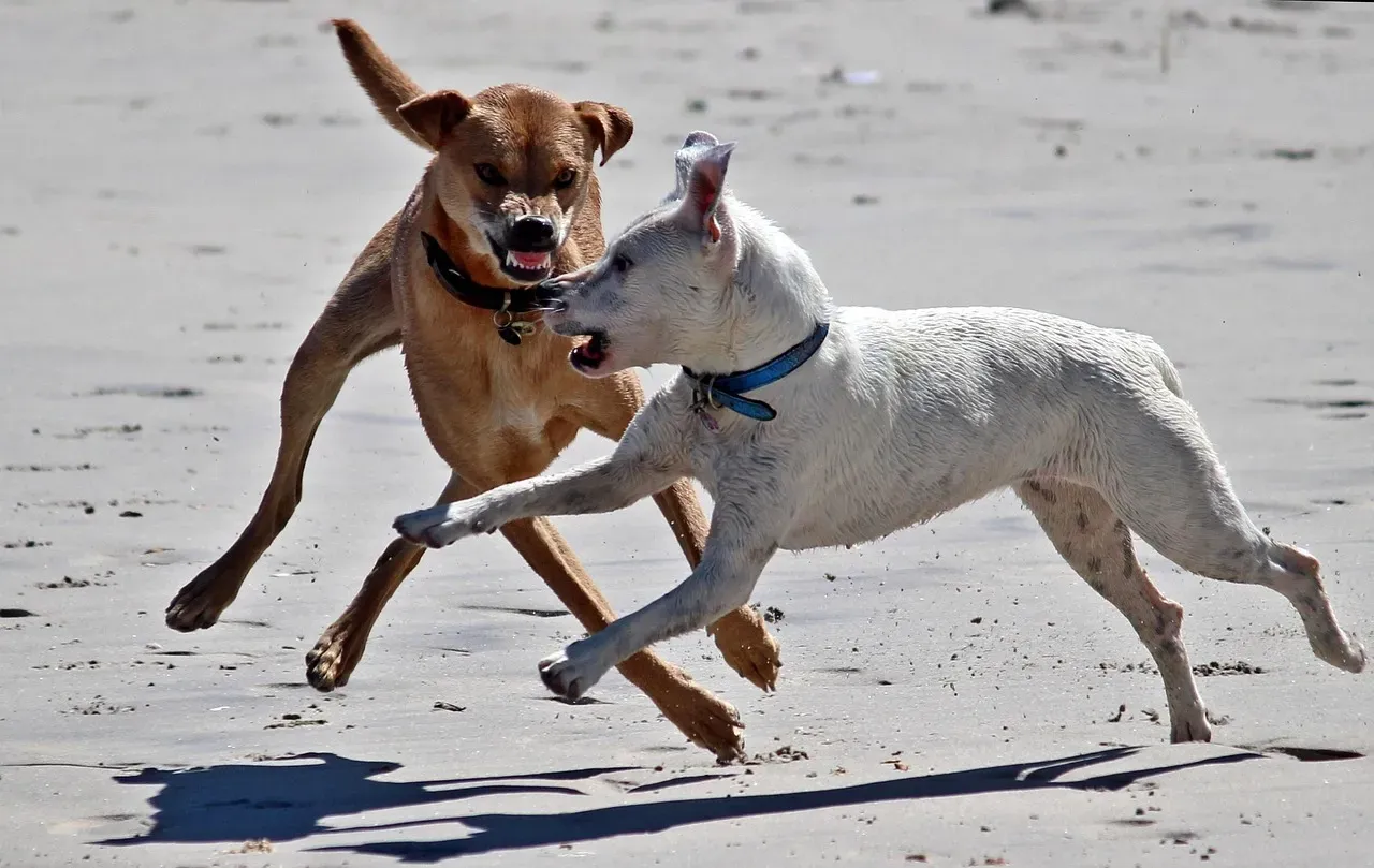Tinni the Dog and Sniffer the Wild Fox (Image Credits: Pixabay)