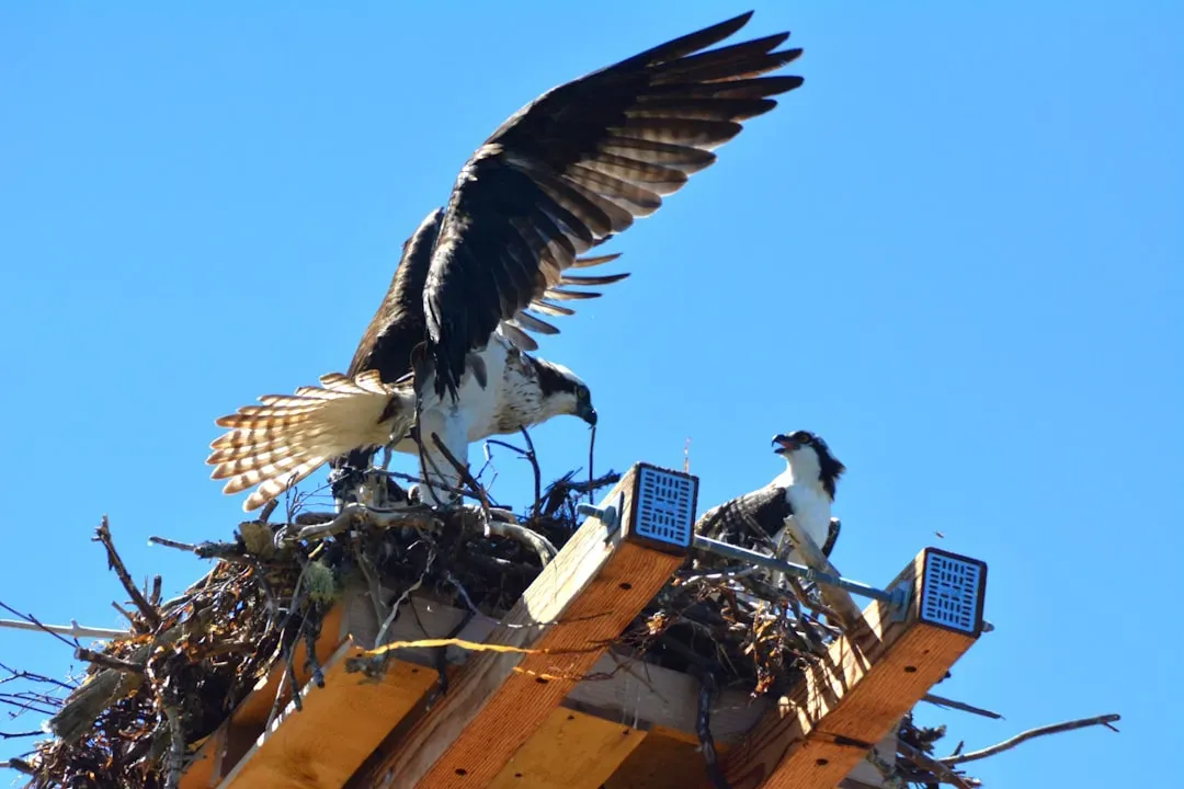 8. Osprey Pairs Are Devoted and Build Enormous Nests (Image Credits: Unsplash)