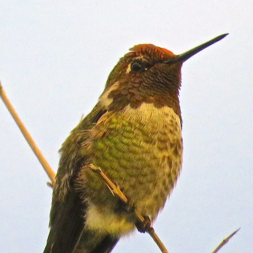 They Return to the Same Perch Repeatedly (Chic Bee, Flickr, CC BY 2.0)