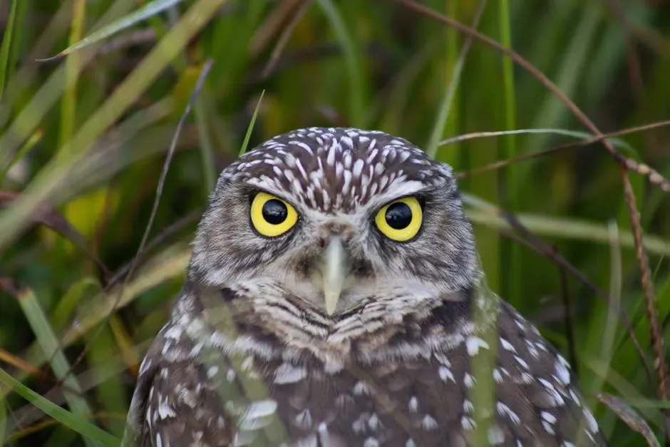 #4. The Burrowing Owl: The Owl That Lives Underground (Image Credits: Pexels)